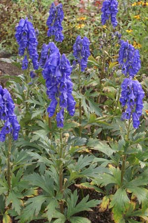 Aconitum ferox