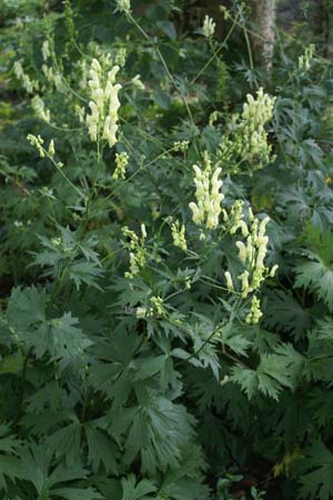 Aconitum lycoctonum