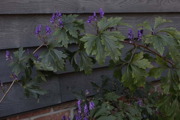 Aconitum nagarum