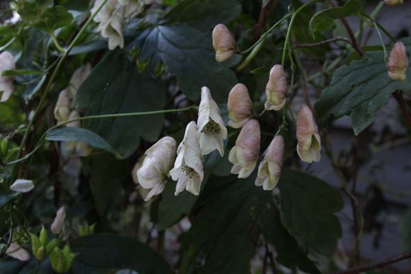 Aconitum sp. HeHeHe 237