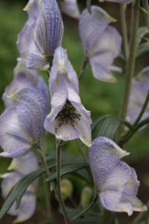 Aconitum 'Stainless Steel'