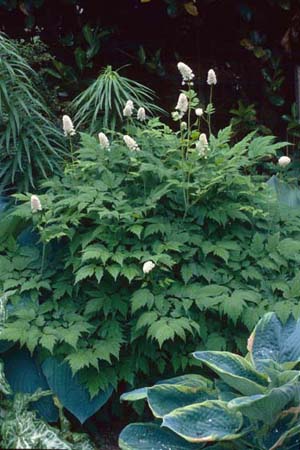 Actaea pachypoda