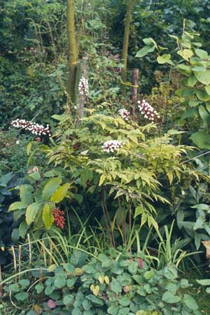 Actaea pachypoda