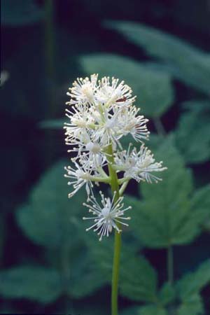 Actaea pachypoda