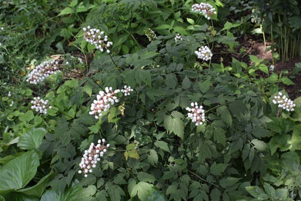 Actaea pachypoda