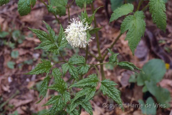 Actaea spicata