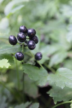 Actaea spicata