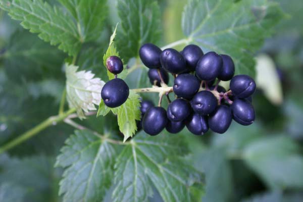 Actaea spicata