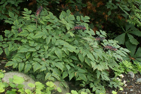 Actaea spicata