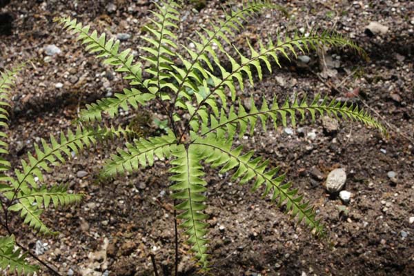 Adiantum aleuticum 'Imbricatum'