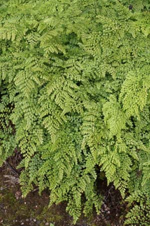 Adiantum