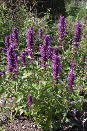 Agastache 'Blue Boa'