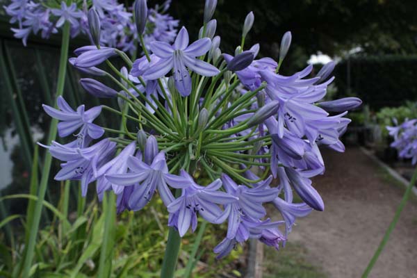 Agapanthus caulescens ssp. angustifolia