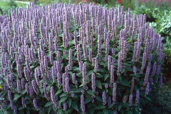 Agastache foeniculum