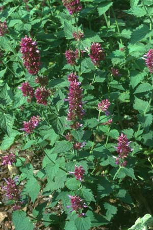 Agastache 'Globetrotter'