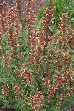 Agastache 'Kolibri'