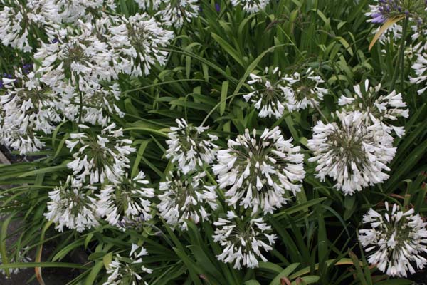 Agapanthus 'Malaga'