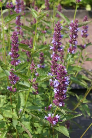 Agastache 'Purple Haze'