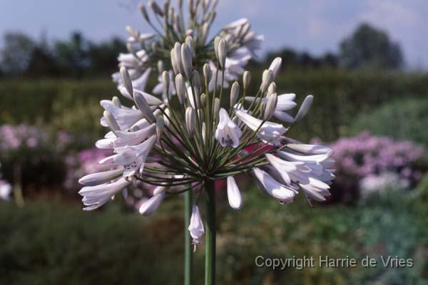 Agapanthus 'Rosemary'