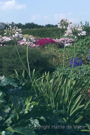 Agapanthus 'Rosemary'