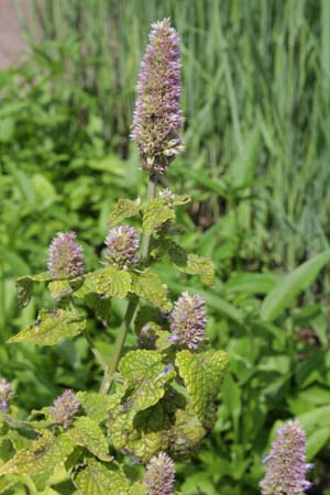 Agastache rugosa 'Golden Jubilee'