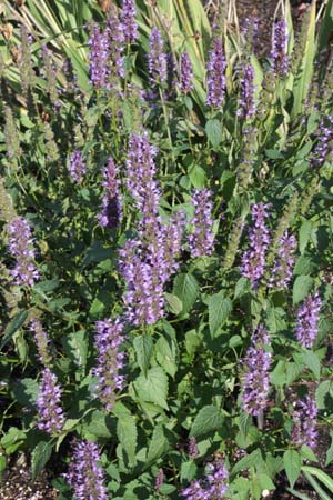 Agastache rugosa ex 'Little Adder'