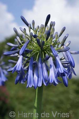 Agapanthus 'Sky Rocket'