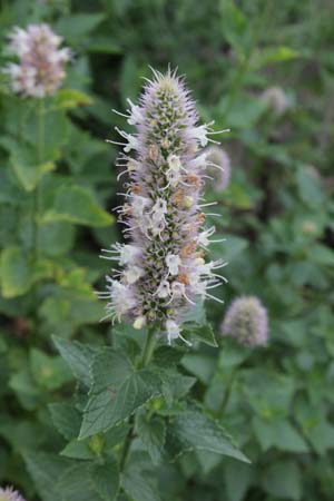 Agastache urticifolia