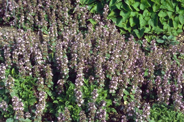 Ajuga genevensis 'Rosea'