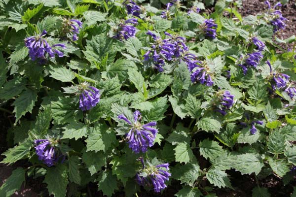 Ajuga incisa 'Blue Enigma'