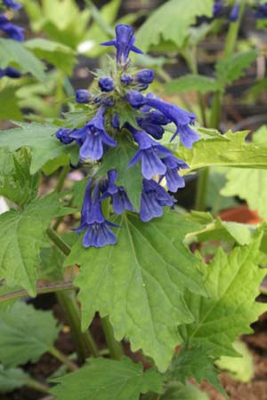 Ajuga incisa 'Blue Enigma'