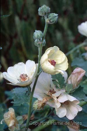 Alcea 'Parkallee'