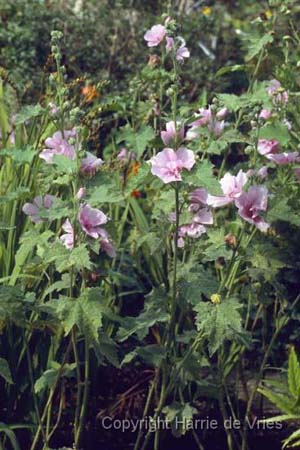 Alcea 'Parkrondell'