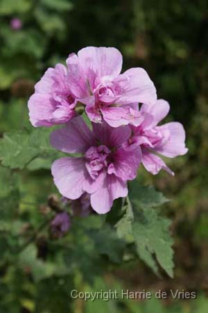 Alcea 'Parkrondell'