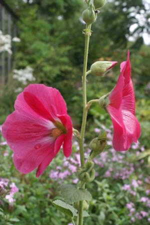 Alcea rosea 'Mars Magic'