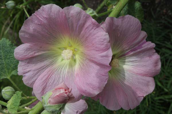 Alcea setosa