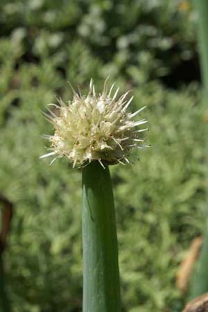 Allium altaicum