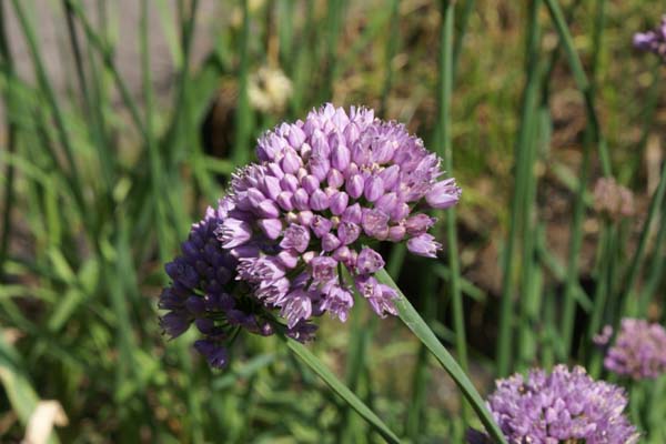 Allium angulosum