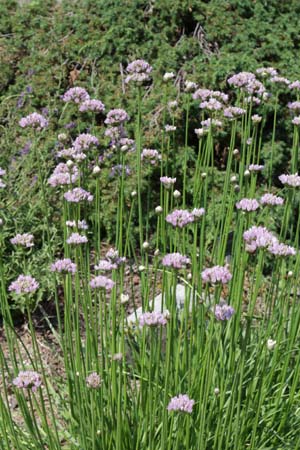 Allium angulosum