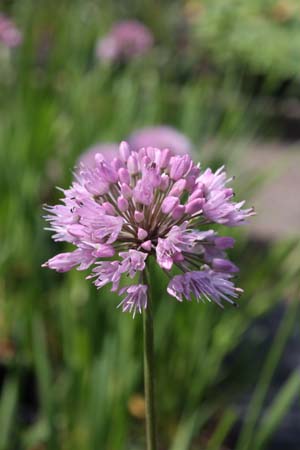 Allium nutans hybr. nr. 67