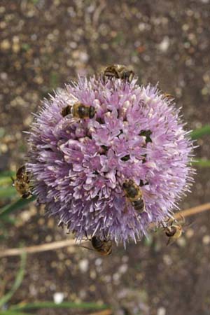 Allium nutans 'Esmee'