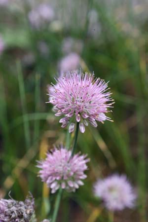 Allium paniculatum subsp. paniculatum