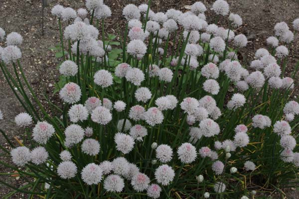 Allium schoenoprasum 'Black Isle Blush'