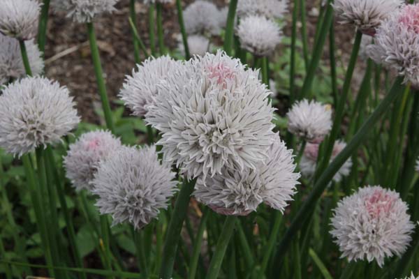 Allium schoenoprasum 'Black Isle Blush'