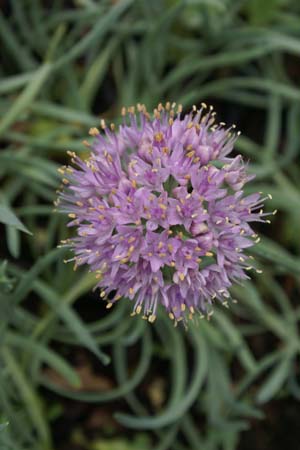 Allium senescens glaucum 'Blue Eddy'