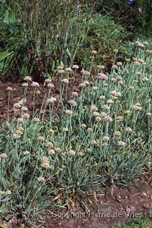 Allium senescens glaucum