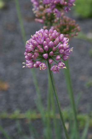 Allium senescens 'Lisa Green'