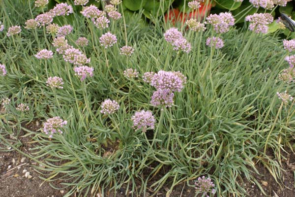 Allium senescens glaucum 'Blue Eddy'