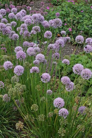 Allium 'Tasty Surprise' (was A. turkestanicum)