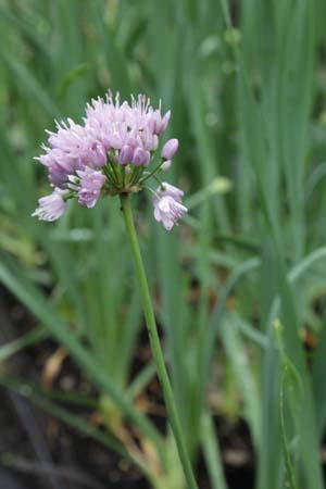 Allium 'Tasty Surprise' (was A. turkestanicum)